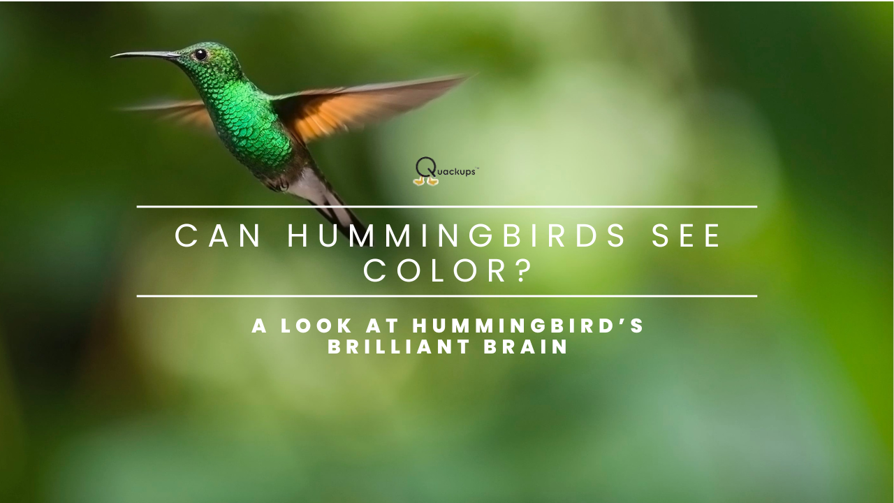 Can Hummingbirds See Color? A Look at Hummingbird’s Brilliant Brain