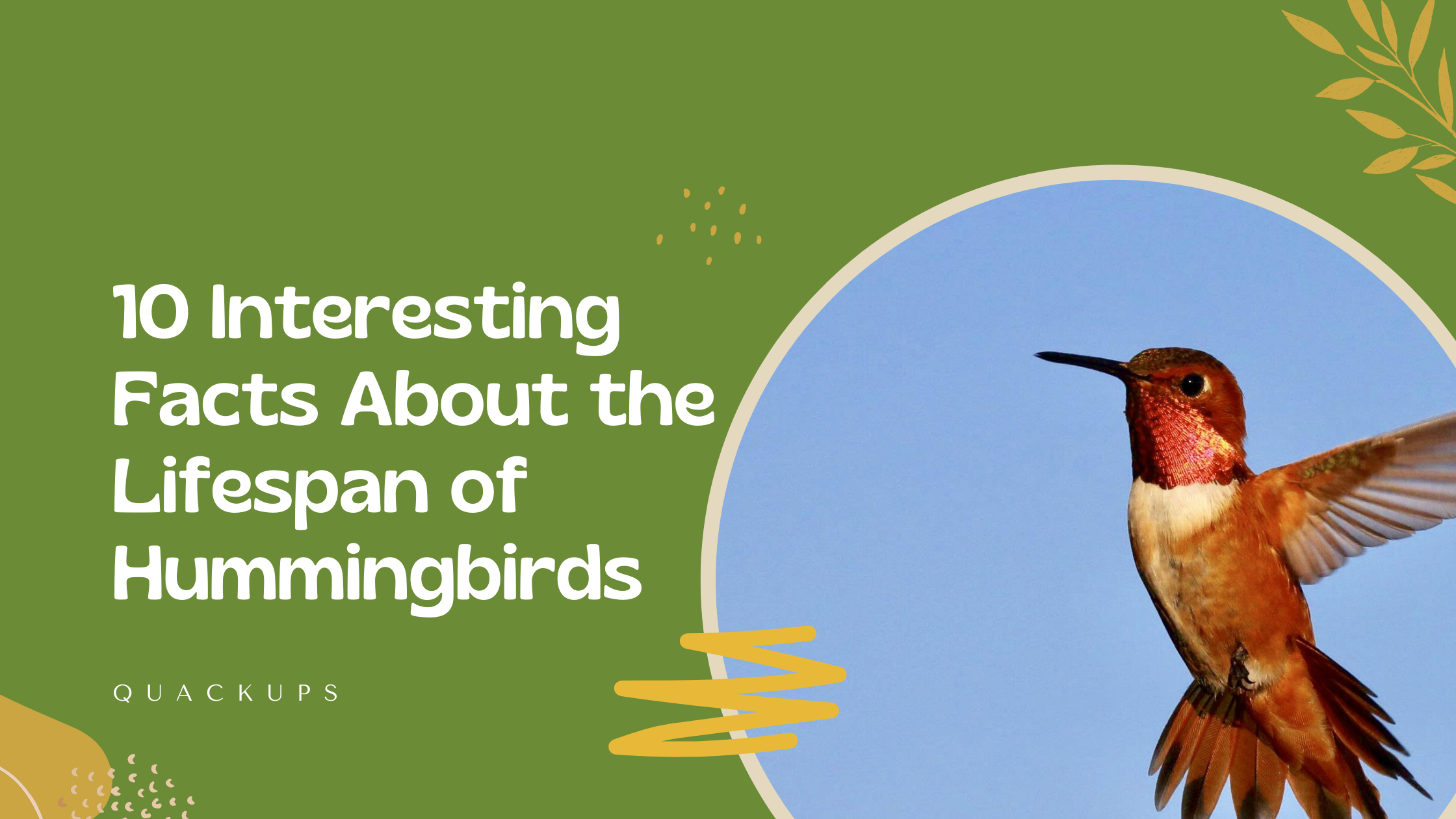 10 Interesting Facts About the Lifespan of Hummingbirds Quackups