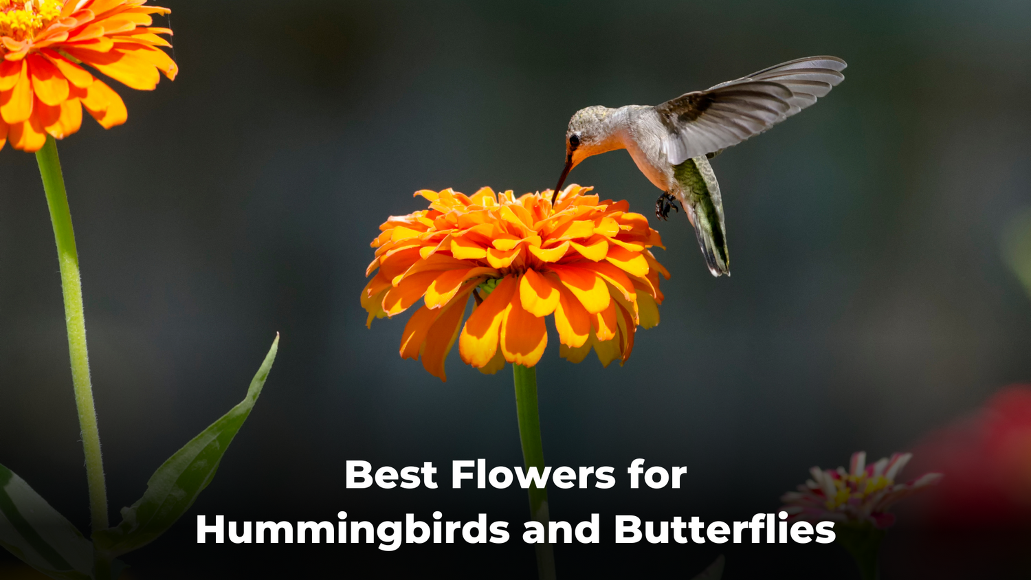 Best Flowers for Hummingbirds and Butterflies Quackups