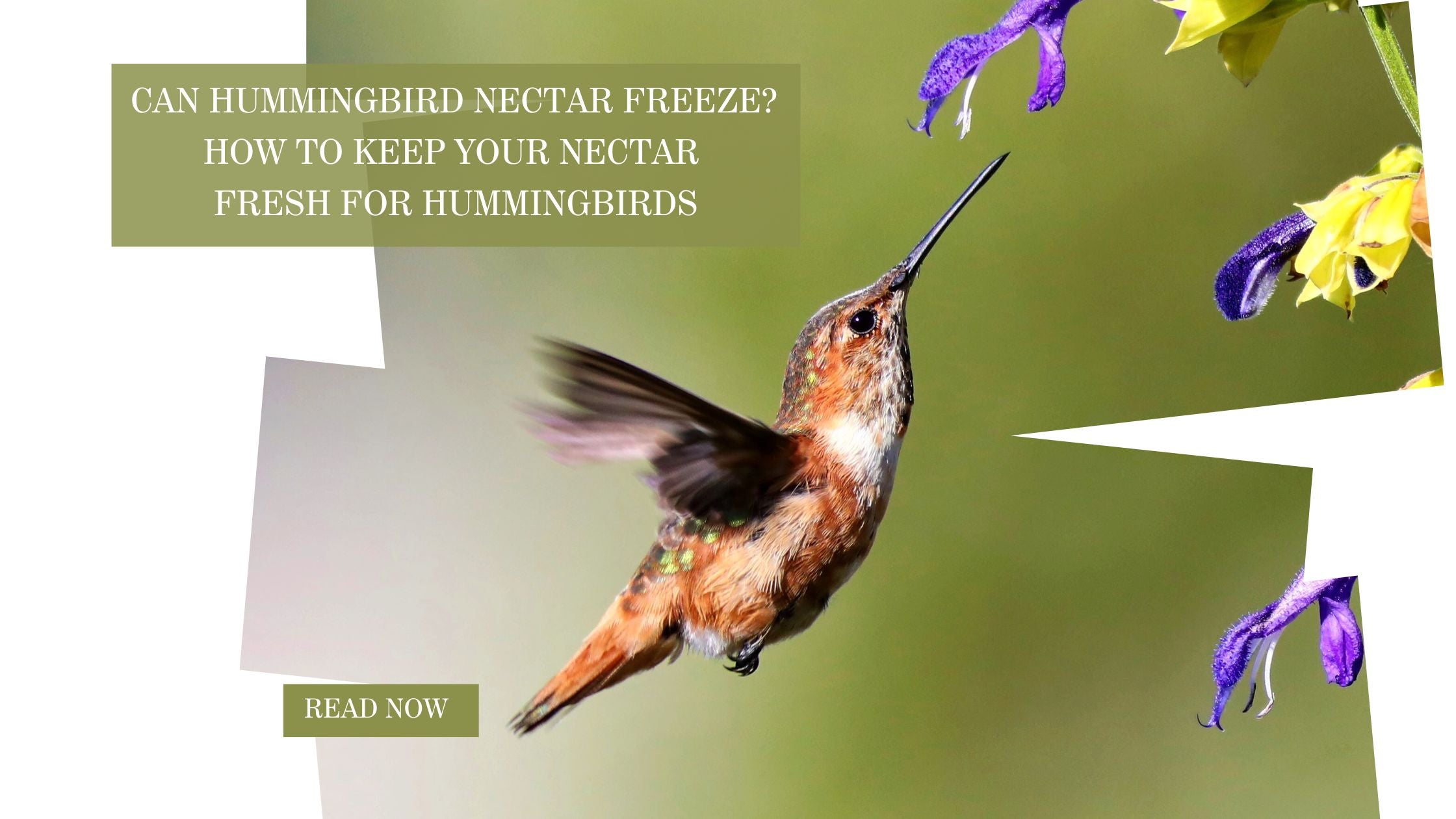 How To Keep Your Hummingbird Nectar Fresh in Winters? Quackups