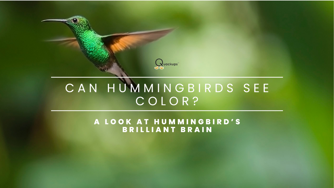 Can Hummingbirds See Color? A Look at Hummingbird’s Brilliant Brain