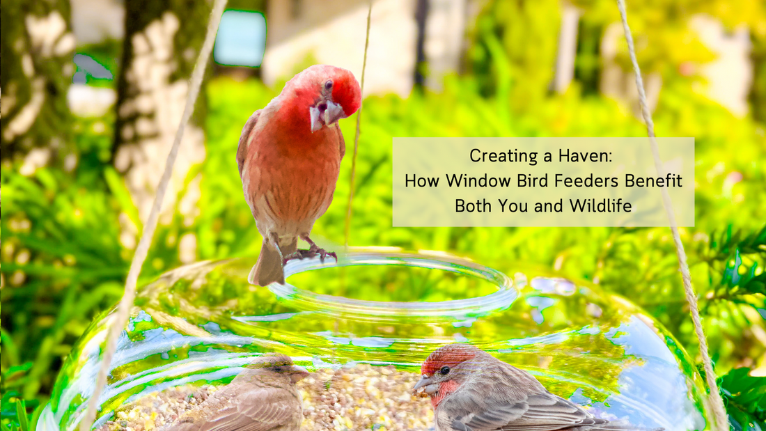 Creating a Haven How Window Bird Feeders Benefit Both You and Wildlife