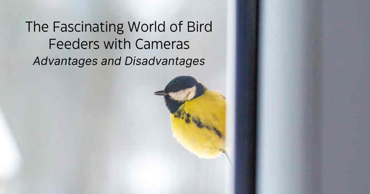 The Fascinating World of Bird Feeders with Cameras Advantages and Disadvantages