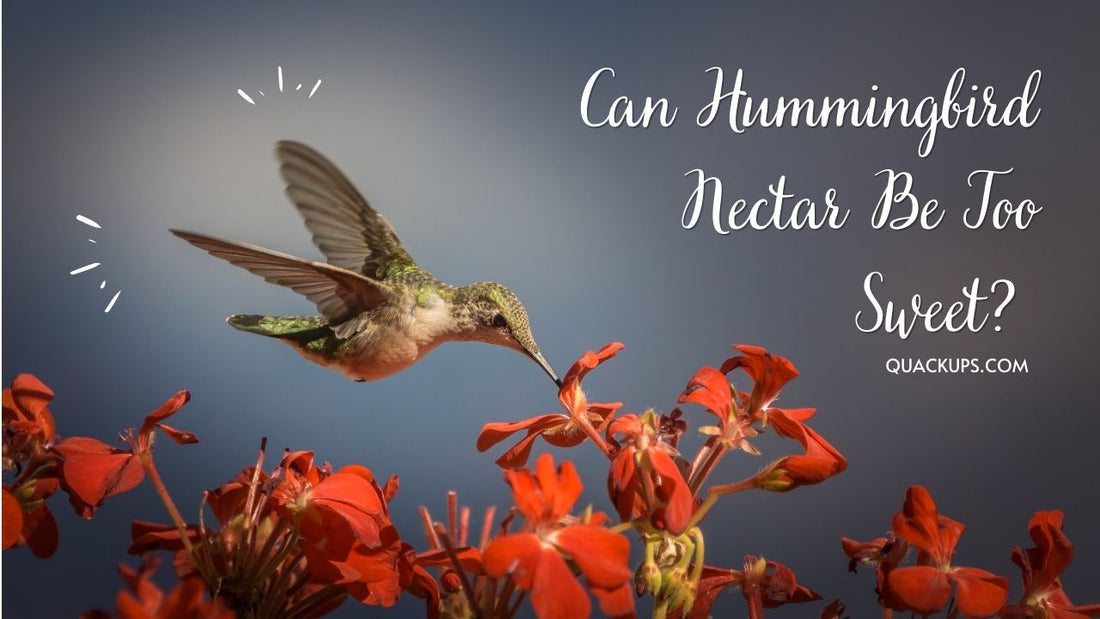 How to Know If You’re Feeding Hummingbirds Right Quackups