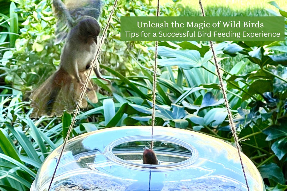 Unleash the Magic of Wild Birds Tips for a Successful Bird Feeding