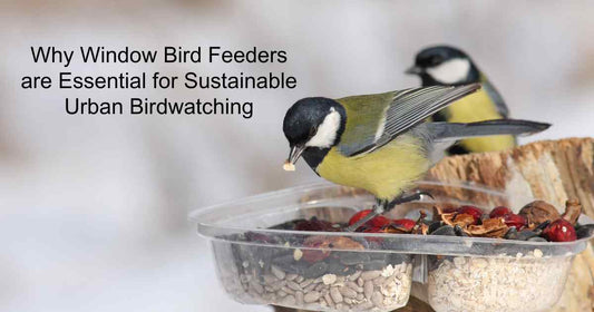 Why Window Bird Feeders are Essential for Sustainable Urban Birdwatching