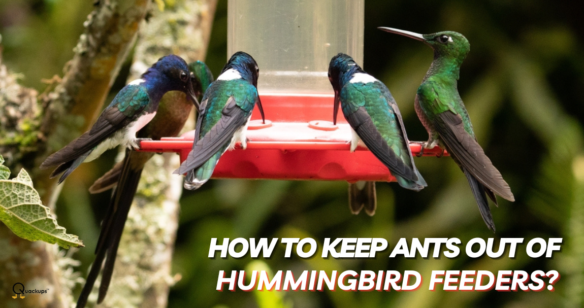 Achieve AntFree Feeding How To Keep Ants Out of Hummingbird Feeders