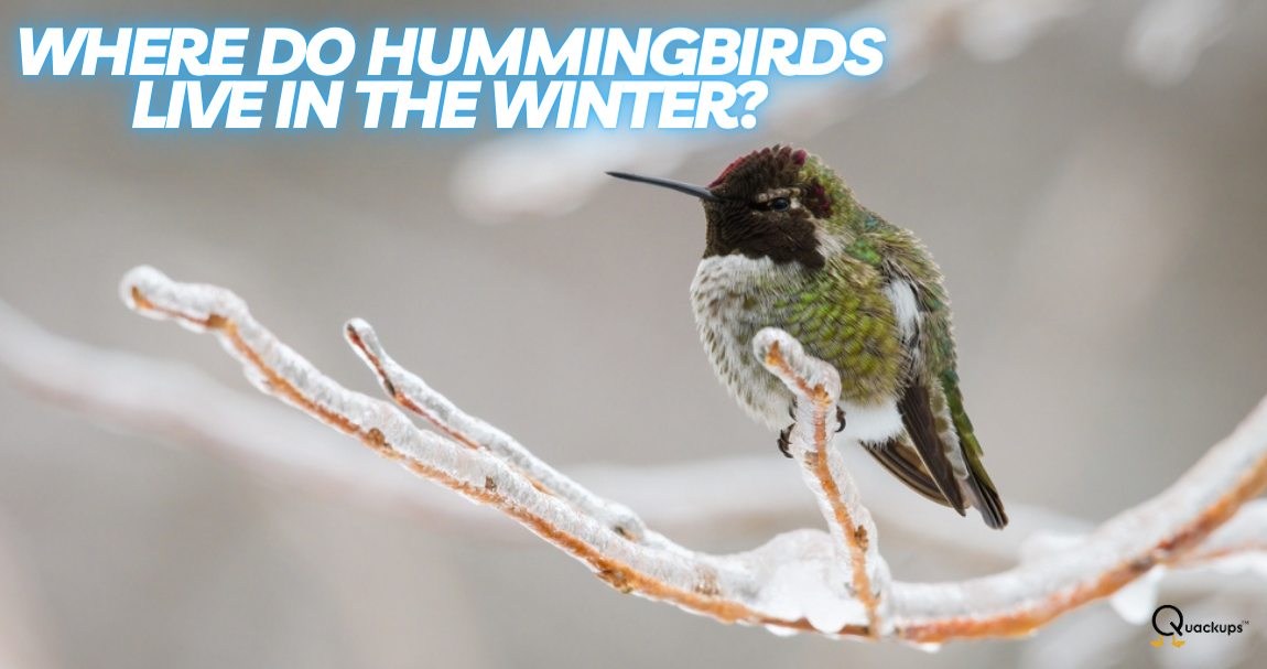Beyond the Tropics Where Do Adorable Hummingbirds Disappear in Winter